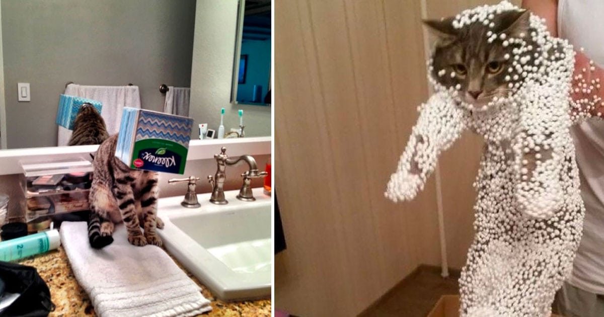 cat horrible mistakes photos featured.jpg?resize=1200,630 - 45+ Hilarious Cat Photos After They Made Horrid Mistakes