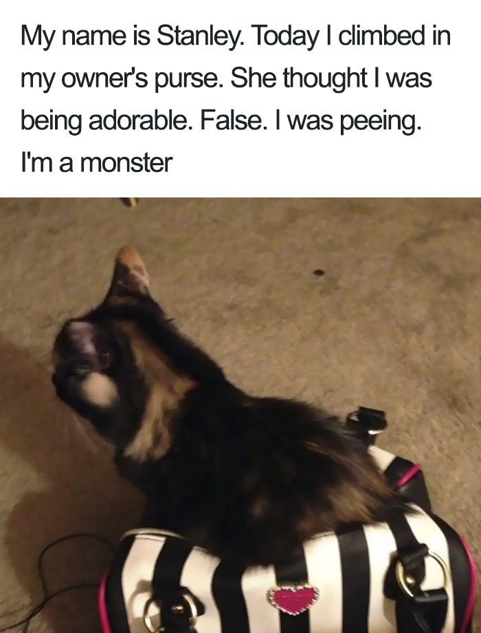 Funny-Cat-Shaming