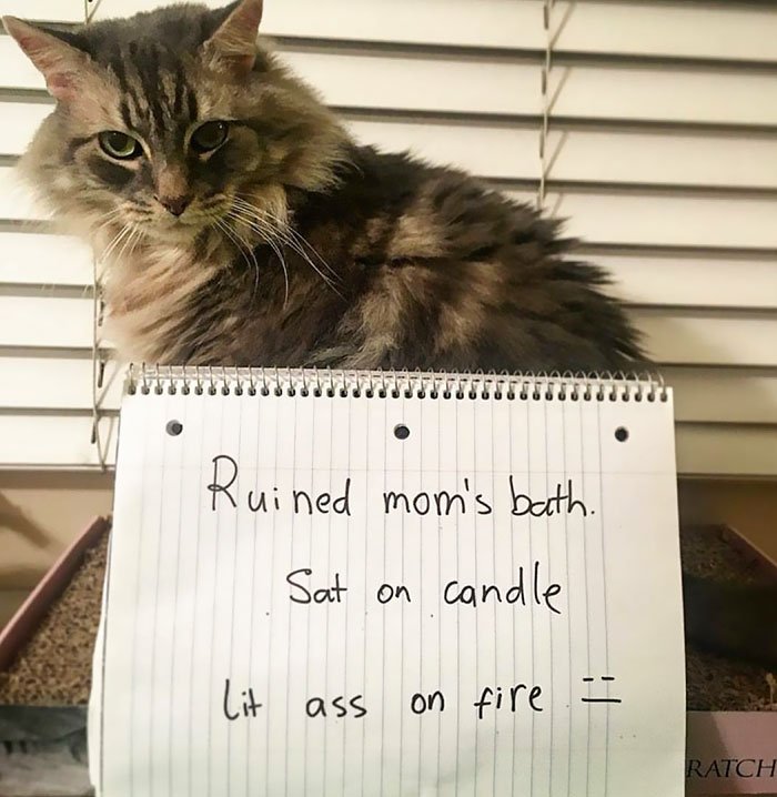 Funny-Cat-Shaming