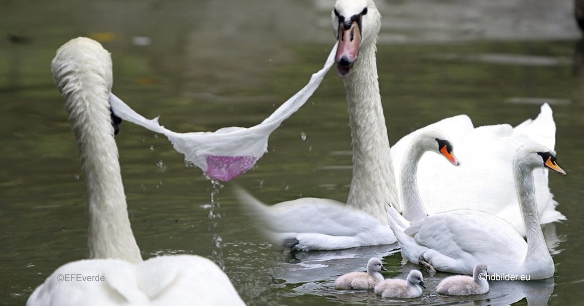 cis.jpg?resize=1200,630 - Este hermoso cisne le da una lección a la humanidad, limpió la basura de un río para salvar a sus crías