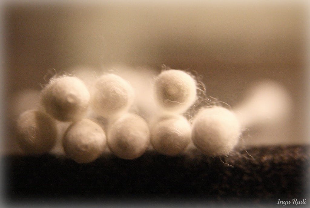 cotton tips
