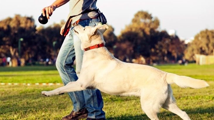 como abrir uma empresa de adestramento de caes.jpg?resize=412,275 - 15 curiosidades sobre os cães que você não sabia