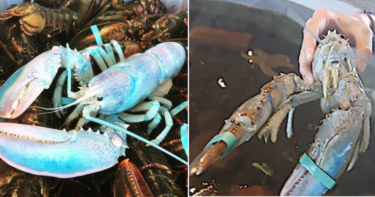 cotton candy lobster.jpg?resize=412,275 - "Homard Barbe à Papa" - Pêché au large des côtes de l'île Grand Manan, il n'existe qu'un spécimen sur cent millions de ce spécimen !