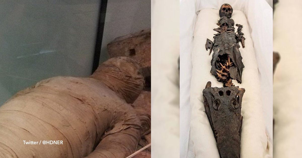 cov 1 6.png?resize=1200,630 - Exponen por primera vez al público a una momia con cabeza de niña y de cocodrilo