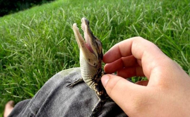 Des Bebes Animaux Qui Ne Devraient Pas Etre Autorises A Etre Aussi Mignon Et Adorable Vonjour