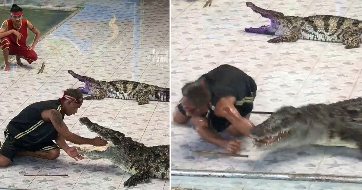 crocodile attacked handler.jpg?resize=1200,630 - Reptile Handler Got Attacked By A Crocodile In The Middle Of A Live Show