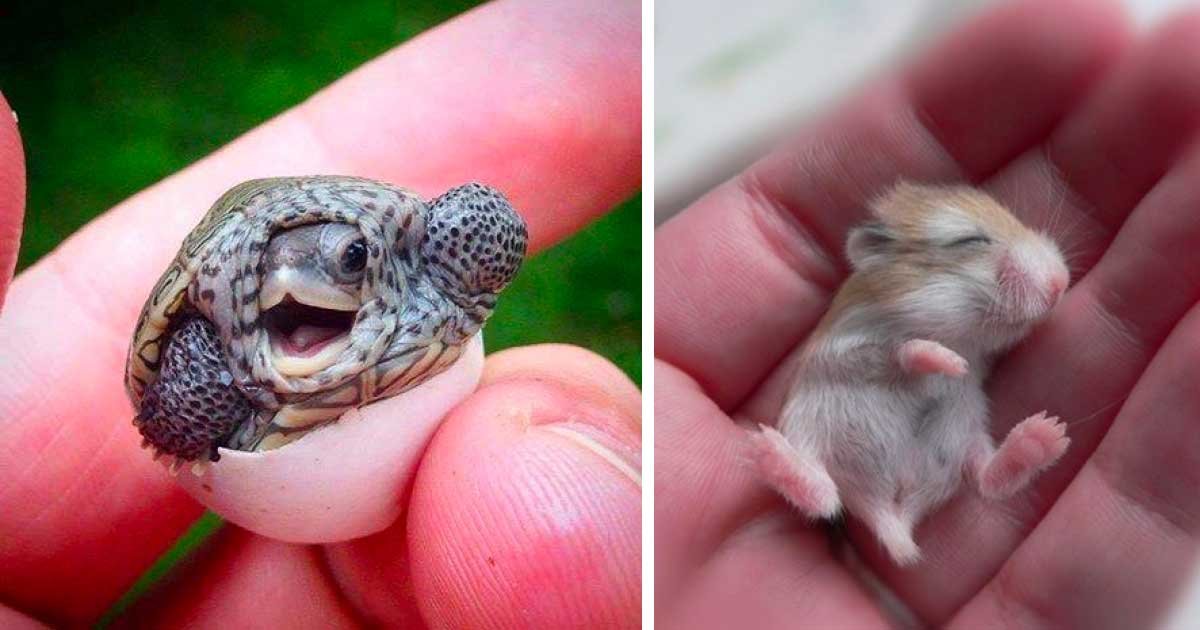 40 Baby Animals That Shouldn T Be Allowed To Be This Cute Small Joys