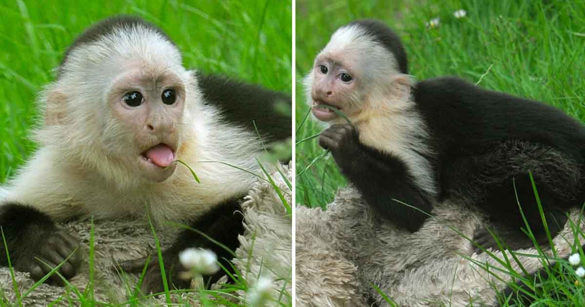 dasf.jpg?resize=412,275 - Des scientifiques participant à une expédition dans la forêt tropicale du Panama ont découvert un groupe de singes capucins utilisant des pierres comme outils