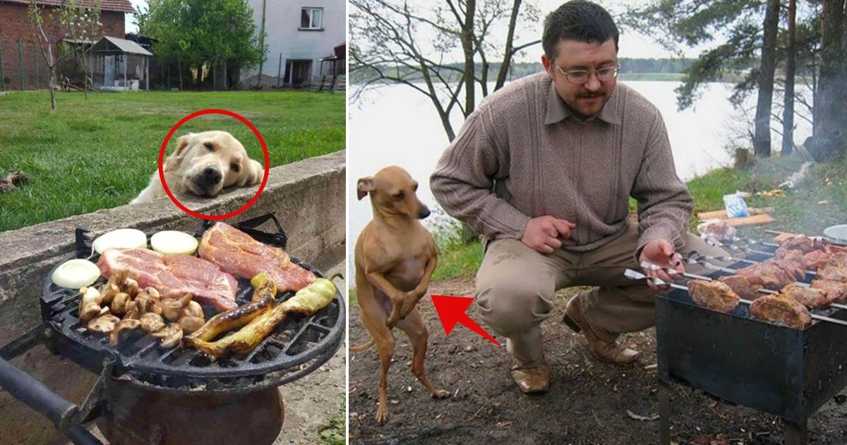 dog 11.jpg?resize=412,275 - La manière dont ces chiens se comportent avec la nourriture est absolument hilarante