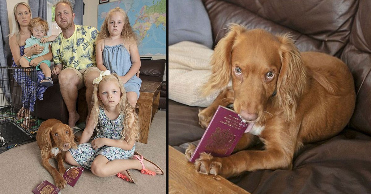 dog passport tore holiday 5.jpg?resize=1200,630 - Naughty Dog Munched Kids' Passports And Family Had To Cancel Expensive Majorca Holiday