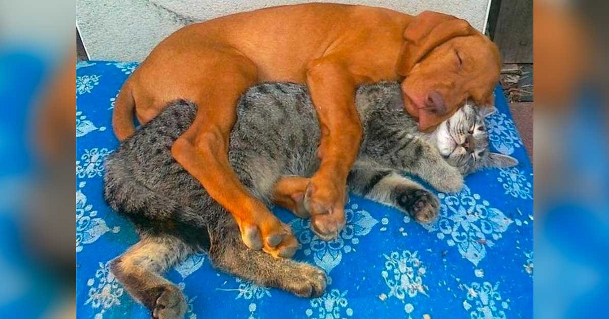 dog cats cuddle featured.jpg?resize=1200,630 - 40 Cats And Dogs That Prove You Don't Need To Be The Same Species To Be Best Friends