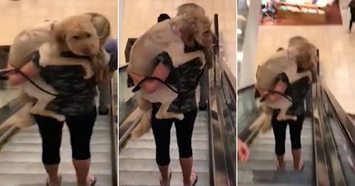 doggg.jpg?resize=1200,630 - Un chien effrayé de prendre l'escalator oblige son propriétaire à le porter