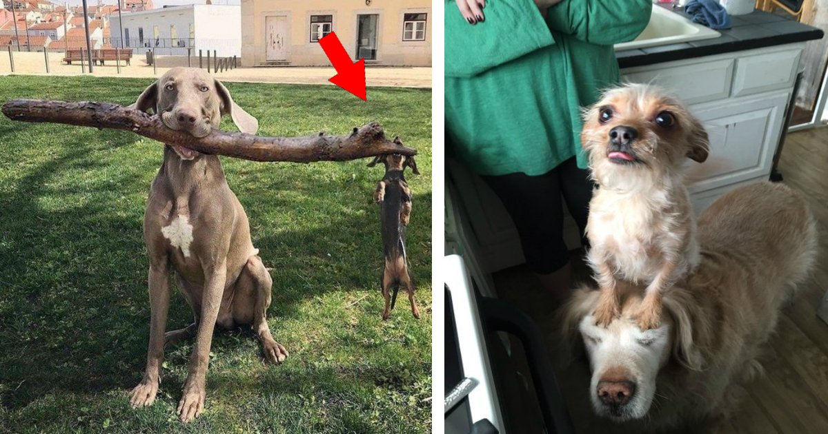 dogs 2.jpg?resize=1200,630 - 30 photos des créatures totalement hilarantes que nous appelons des chiens