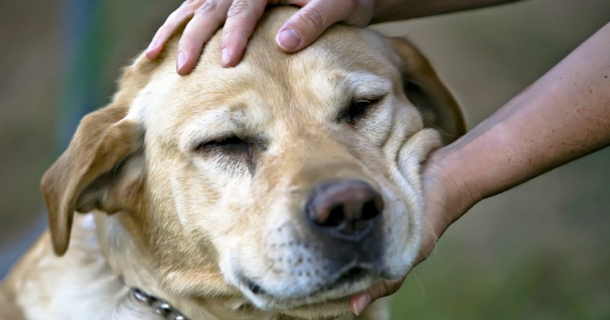 dogthumb.png?resize=412,275 - Cachorros sabem detectar quem é má pessoa, afirma estudo