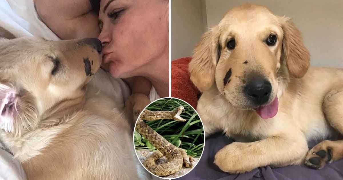 dta.jpg?resize=1200,630 - Loving Golden Retriever Pup Saved Owner From A Rattle Snake In Arizona