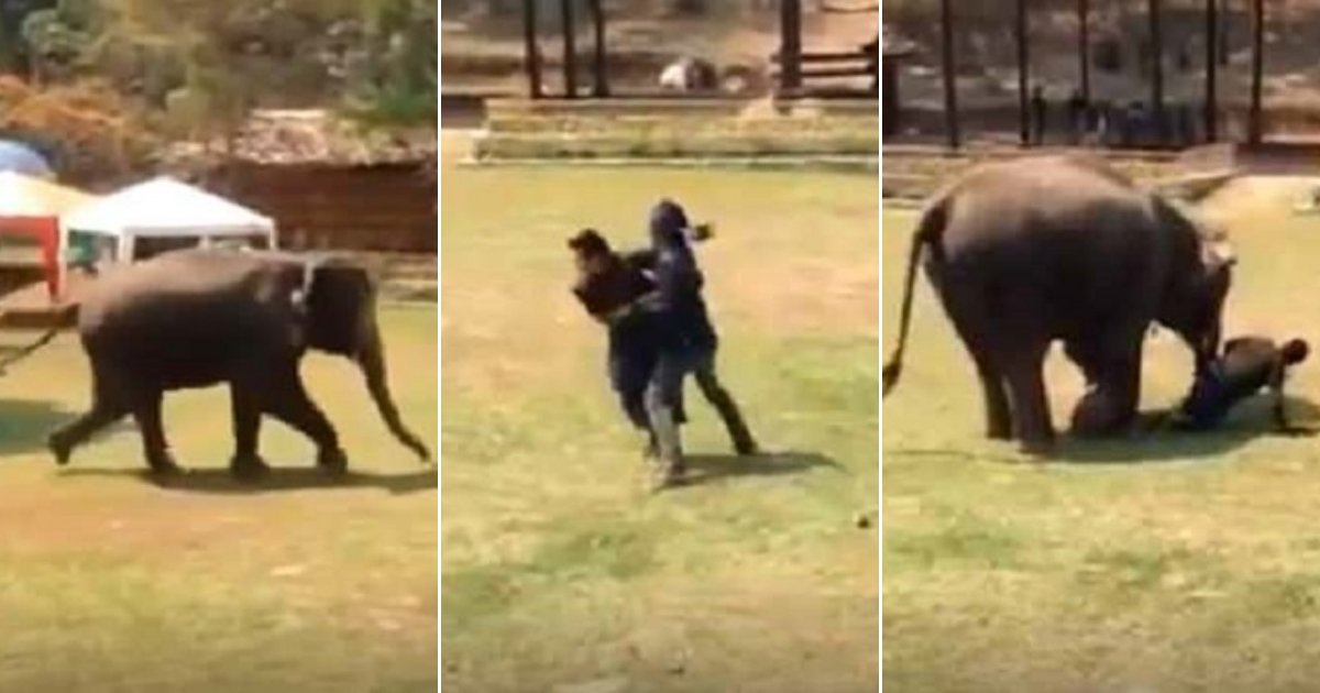 e3 side.jpg?resize=1200,630 - Elephant Saw Her Caretaker 'Fighting' And Rushed To Save Him—She Even Stopped To Check If He's Okay