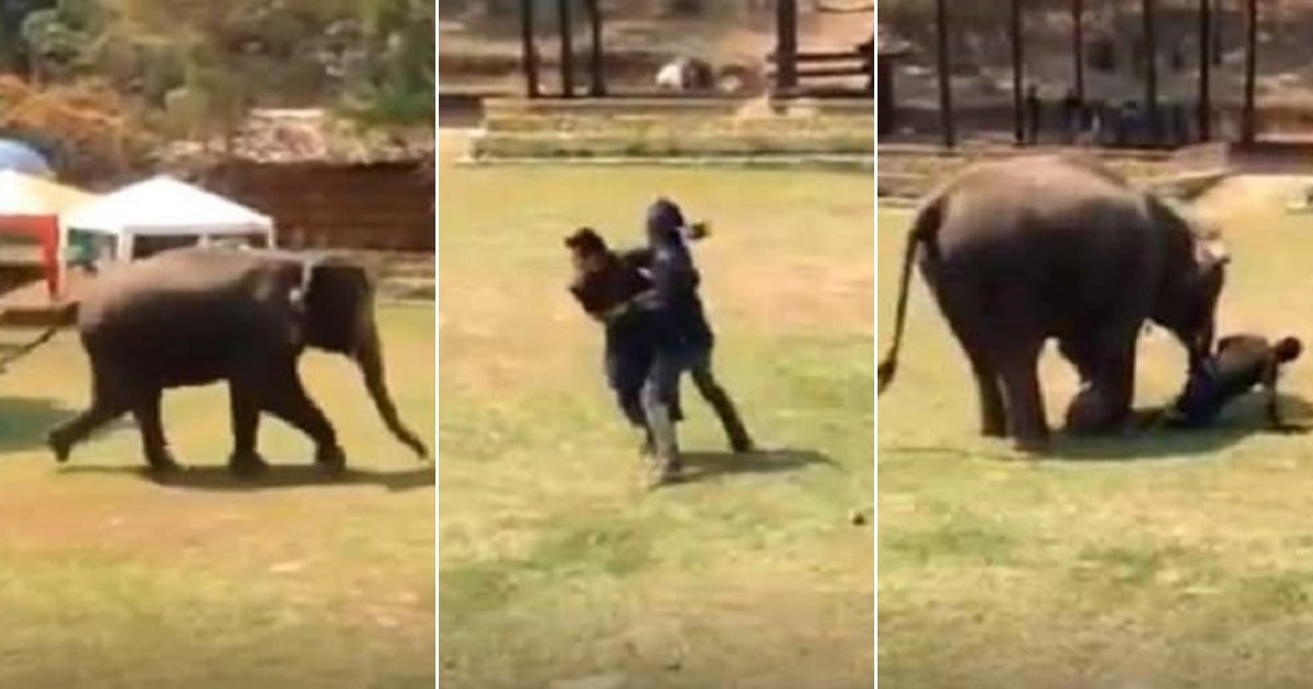 e3 side.jpg?fit=1024%2C538&ssl=1&strip=all - Elephant Saw Her Caretaker 'Fighting' And Rushed To Save Him—She Even Stopped To Check If He's Okay