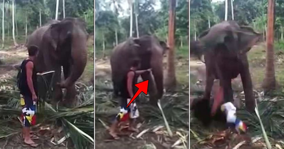 ele 1.jpg?resize=1200,630 - Un éléphant fait violemment tomber un touriste au sol avec sa trompe lorsqu'il tente de le caresser