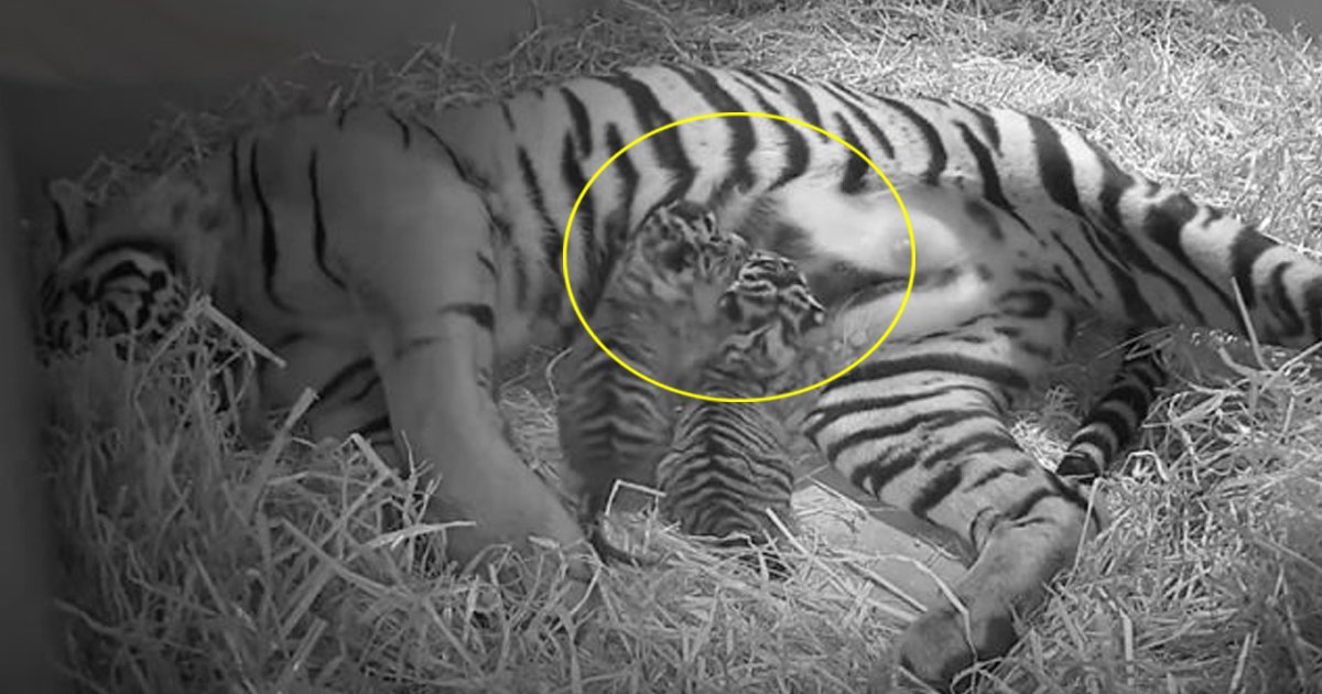 fag.jpg?resize=1200,630 - [Vidéo] Une tigresse de Sumatra donne naissance à des jumeaux.