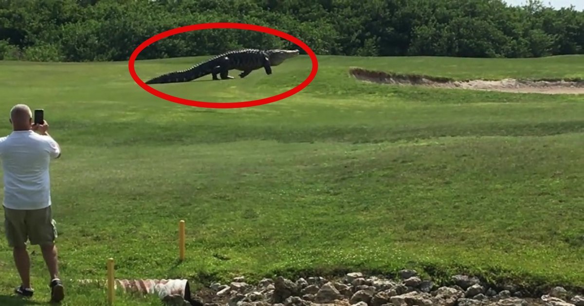 g1 2 1.jpg?resize=1200,630 - Deux golfeurs sont stupéfaits lorsqu'un alligator géant fait son apparition sur le parcours de golf en Floride