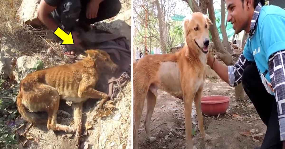 gag.jpg?fit=1024%2C538&ssl=1&strip=all - A Dog Got Hit By A Train But The Rescuers’ Determination Helped Him Recover