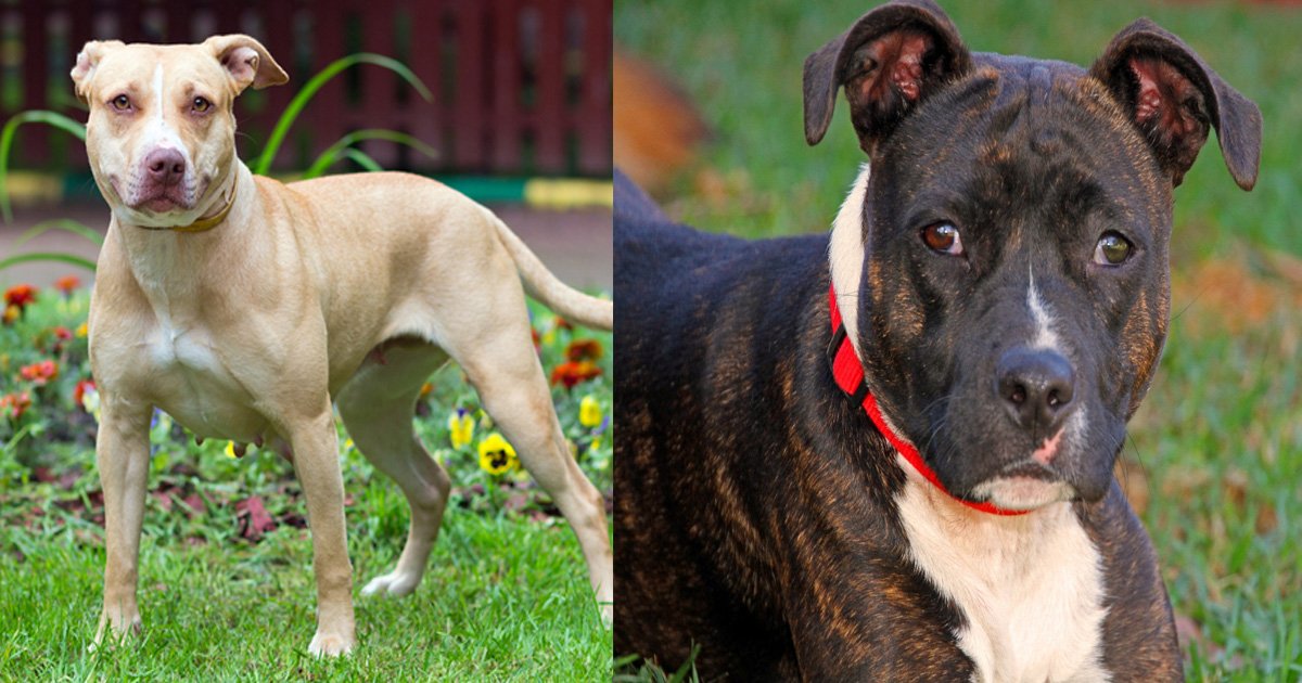 gagaaa 1.jpg?resize=412,275 - PETA demande d'ajouter le Staffordshire Bull Terriers à la loi sur les chiens dangereux, rejetée par le gouvernement britannique