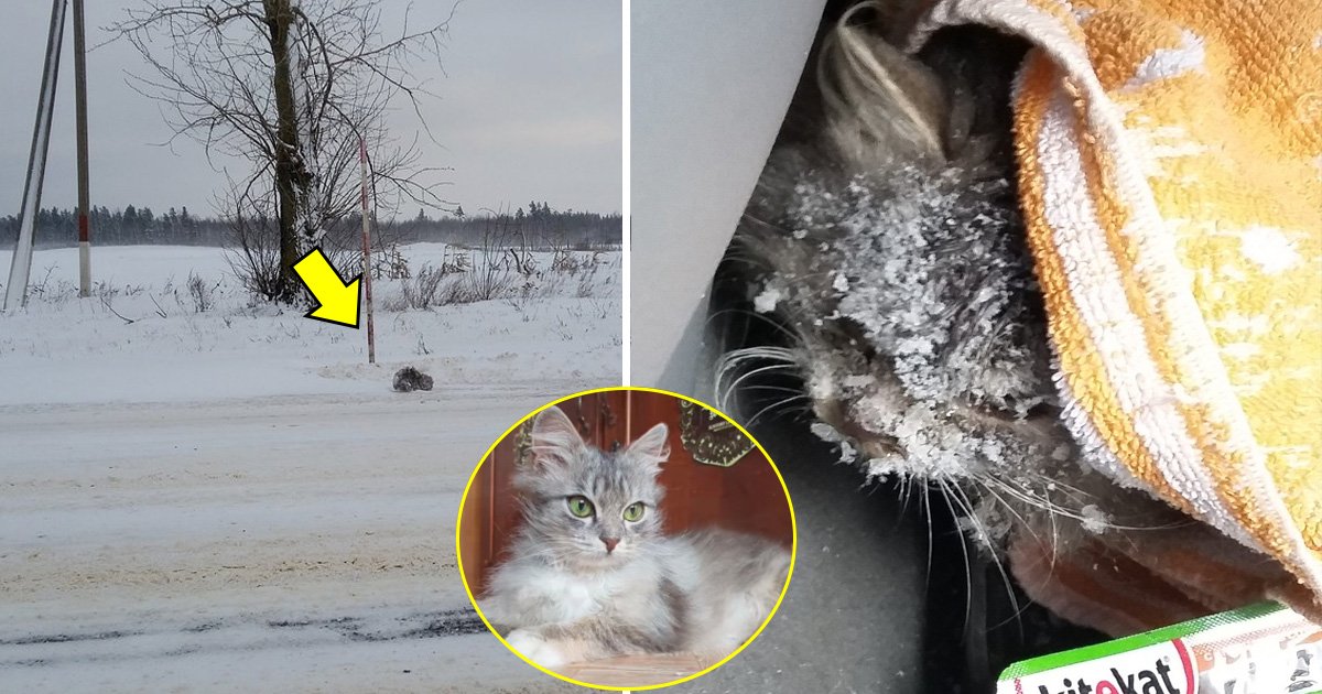 gagg.jpg?resize=412,232 - Driver Saves a Freezing Kitten From -1 Degree Fahrenheit Snow Storm