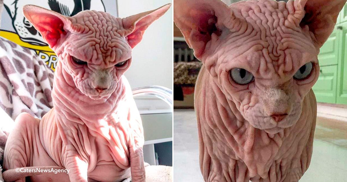 gato.jpg?resize=412,275 - Xherdan, el gato 'desnudo' de Sphynx, que gana miles de fanáticos por su piel arrugada y su ceño malvado permanente