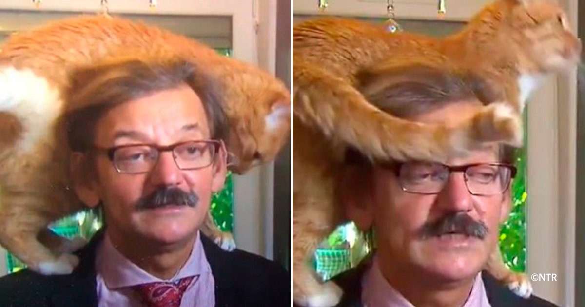 gatosn.jpg?resize=1200,630 - Este gato se roba la atención durante una entrevista en vivo por TV de un académico polaco