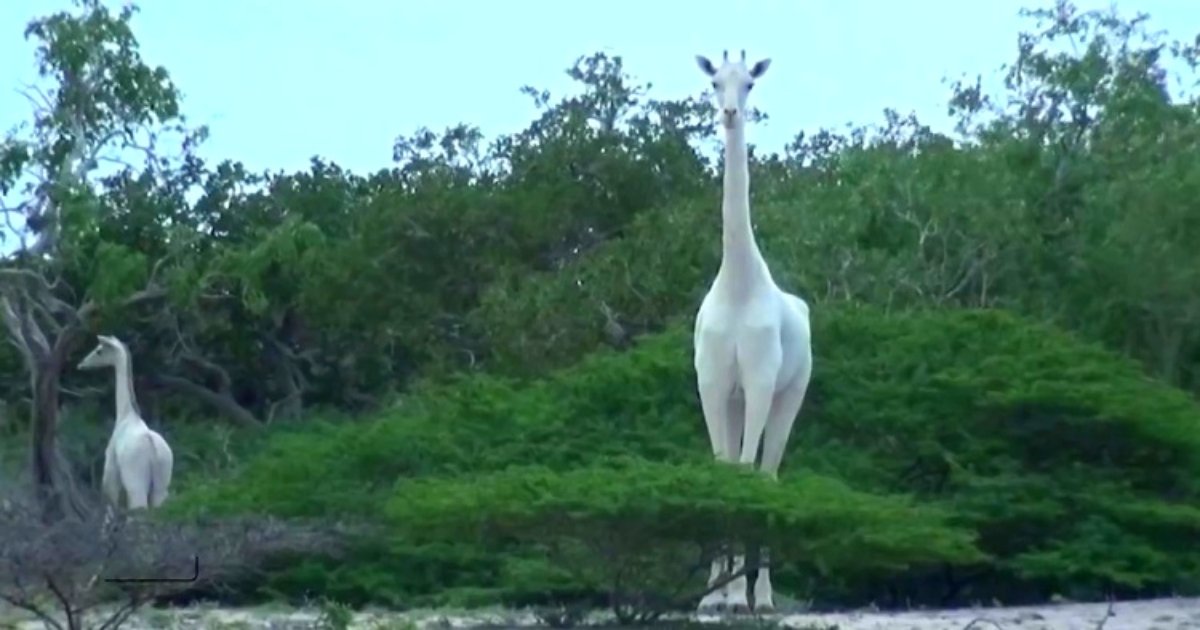 gg.jpg?resize=1200,630 - Conservationists Got Excited Over First The Footage Of Extremely Rare WHITE Giraffes