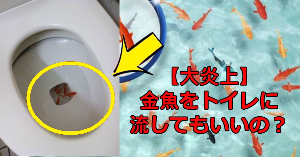 金魚をトイレに流す動画 りにゃボコの顔画像アリ 下水処理の仕組み解説 Hachibachi