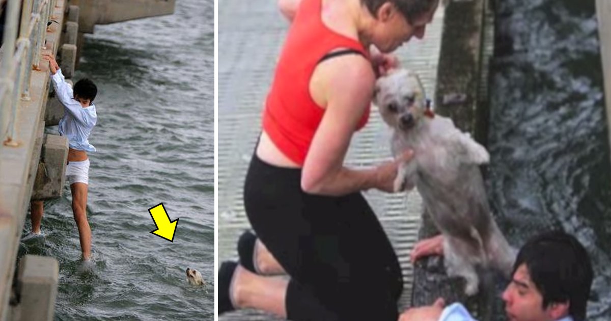 haha 1.jpg?resize=412,275 - Un homme qui s'apprêtait à répandre les cendres de sa grand-mère saute soudainement dans l'eau agitée pour sauver la vie d'un chien en train de se noyer