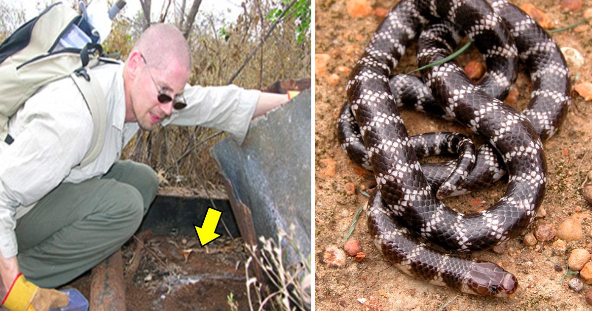 haha.jpg?resize=1200,630 - L'Australie découvre une nouvelle race de serpent venimeux