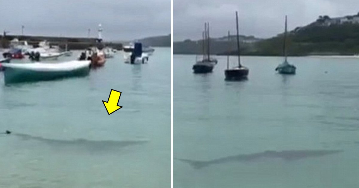 hahaha.jpg?resize=1200,630 - Cornwall Public Advised To Stay Ashore After A 9-Feet Long Shark Invaded The St. Ives Harbor