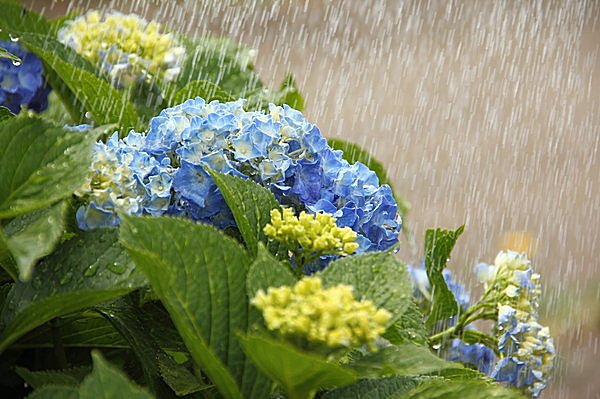 「梅雨」の画像検索結果