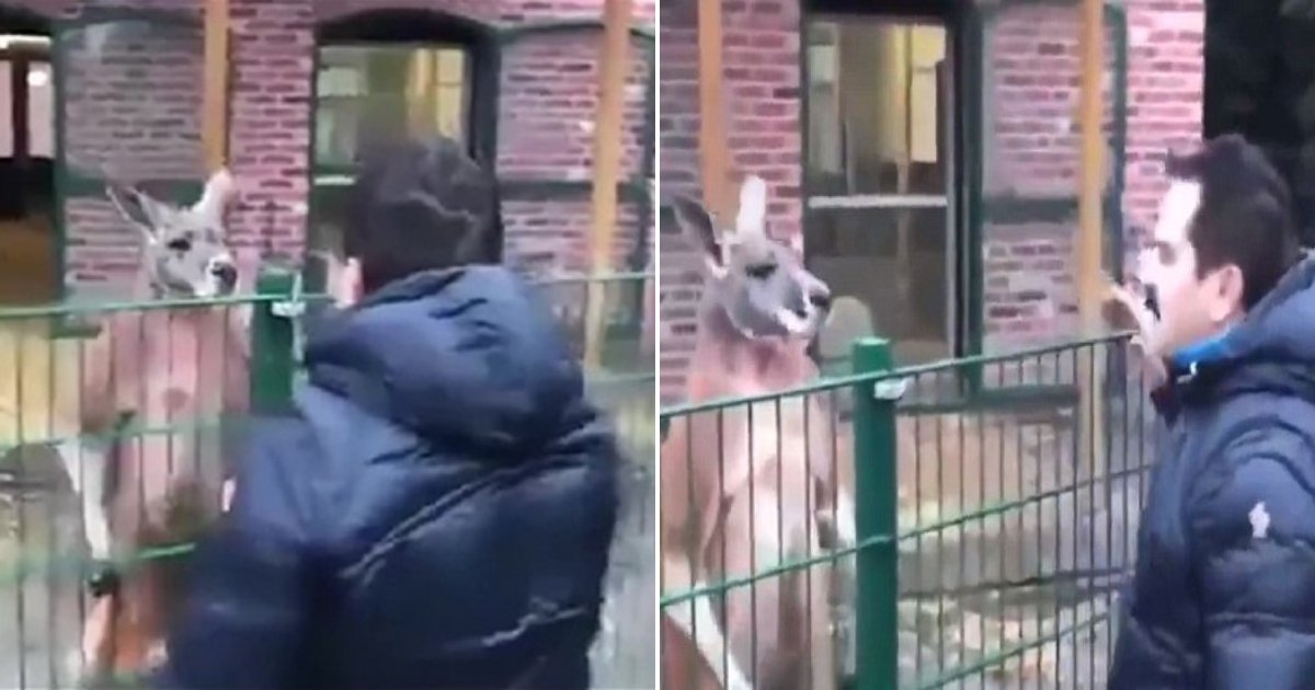 k.jpg?resize=1200,630 - Un homme turc nargue et tente de frapper un kangourou dans un zoo dans un cas bizarre de cruauté envers les animaux