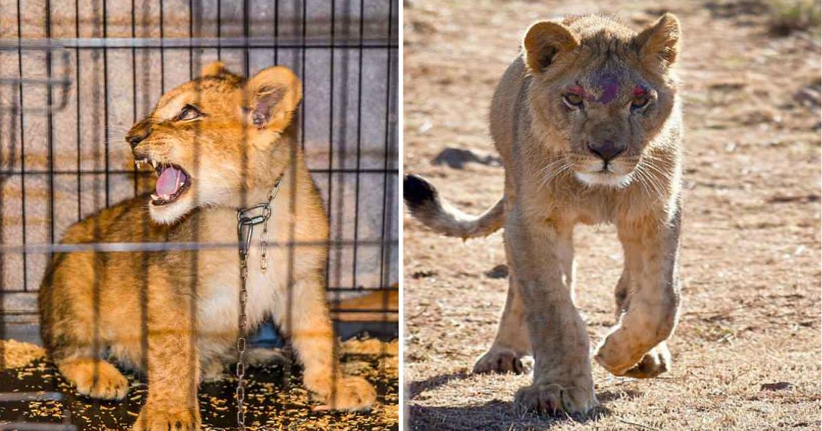 lion king.jpg?resize=1200,630 - Un lionceau affamé et battu en cage dans un minuscule appartement parisien devient le roi fier de la savane