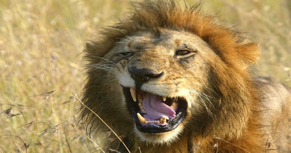 lion.jpg?resize=1200,630 - Three Poachers Sneaked Into Nature Reserve And Were Eaten By A Pride Of Hungry Lions