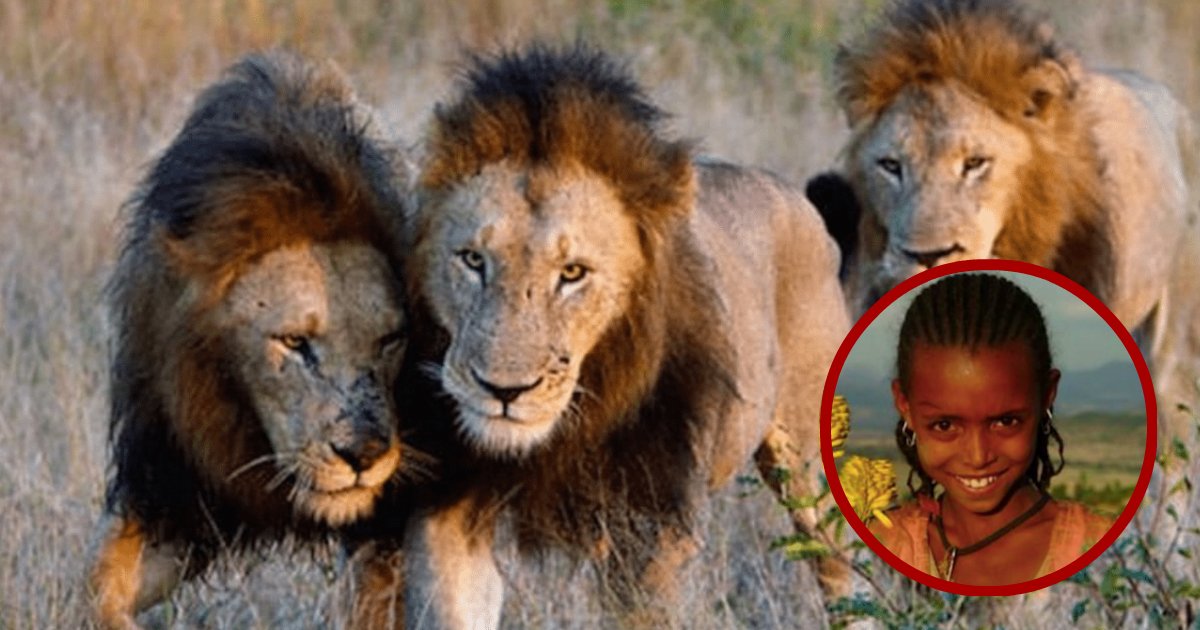 lions save girl.jpg?resize=1200,630 - 3 Lions interviennent pour sauver la vie d'une fille de 12 ans kidnappée pour un mariage forcé;