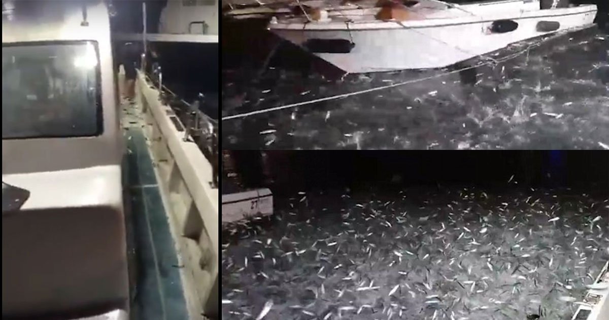 lu jingwai taiwan tiny fish 5.jpg?resize=412,232 - Des milliers de sardines sautant sur le bateau d'un pêcheur, la scène est incroyable !
