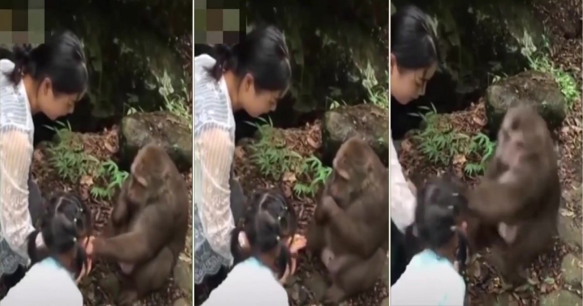 m 1.jpg?resize=412,232 - Une petite fille se moque d'un singe avec de la nourriture alors il se venge en la frappant au visage!