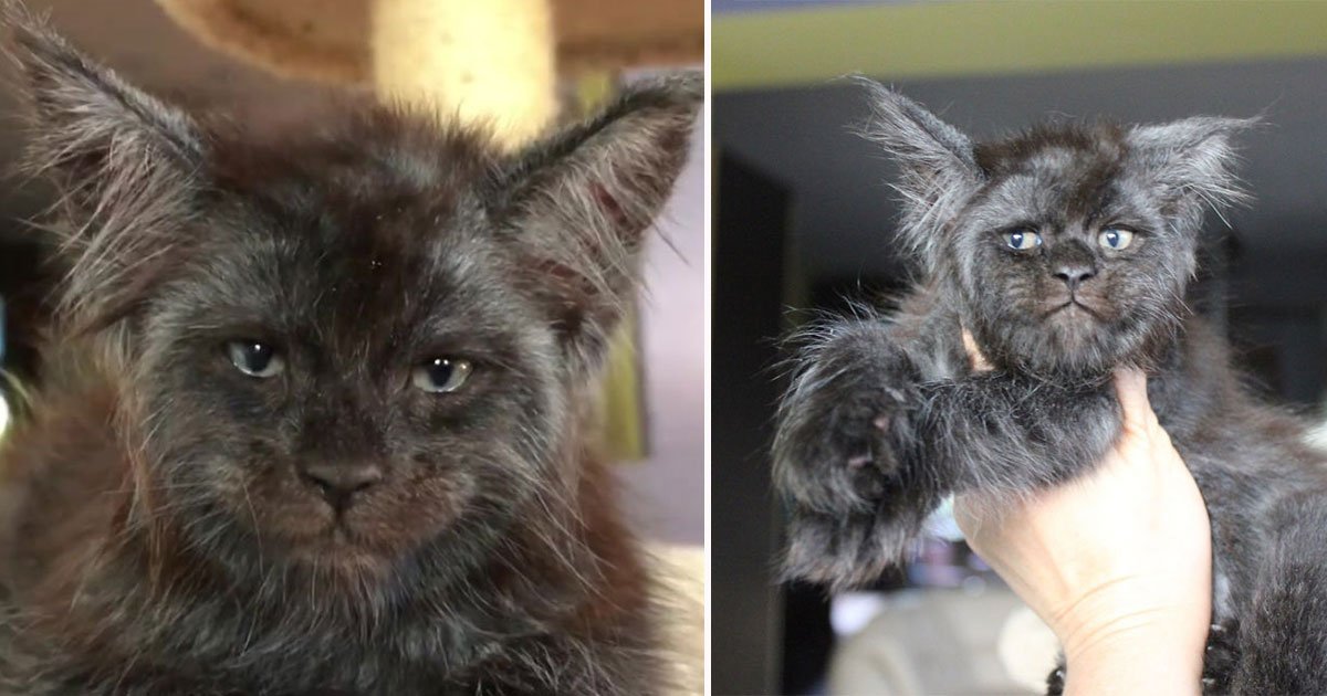 maine koon kitten human like face featured.jpg?resize=412,232 - Ce chaton «Maine Coon» avec un visage humain est devenu viral