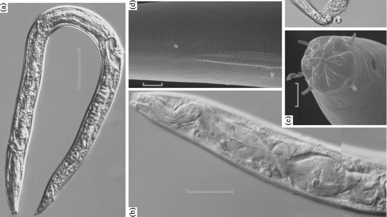 nematodos.jpg?resize=1200,630 - Cientistas russos alegam ter ressuscitado vermes de 40 mil anos de idade que estavam escondidos no gelo