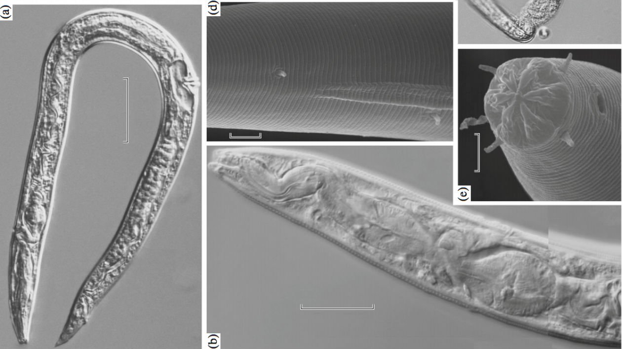 nematodos.jpg?resize=412,275 - Cientistas russos alegam ter ressuscitado vermes de 40 mil anos de idade que estavam escondidos no gelo