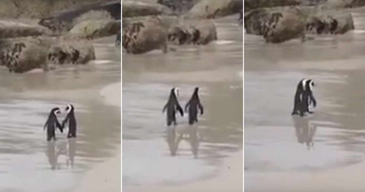 pen.jpg?resize=412,232 - Madly In Love: Penguin Couple 'Holding Hands' On A Beach In South Africa