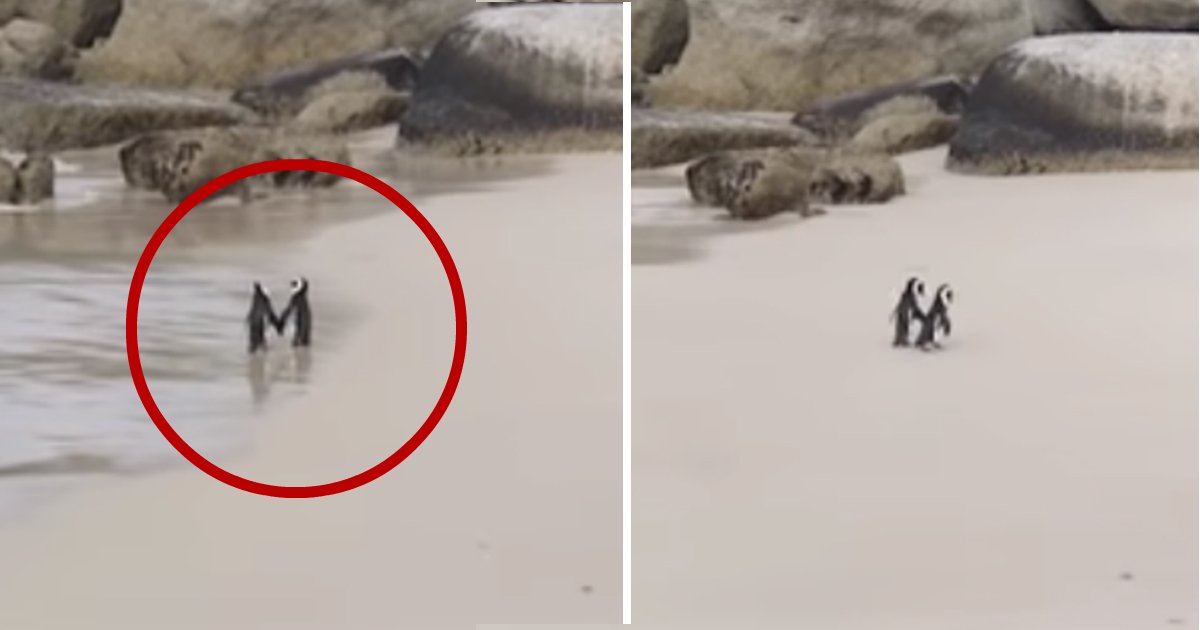 penguins.jpg?resize=1200,630 - Des Pingouins se tiennent la main lors d'une balade romantique sur la plage