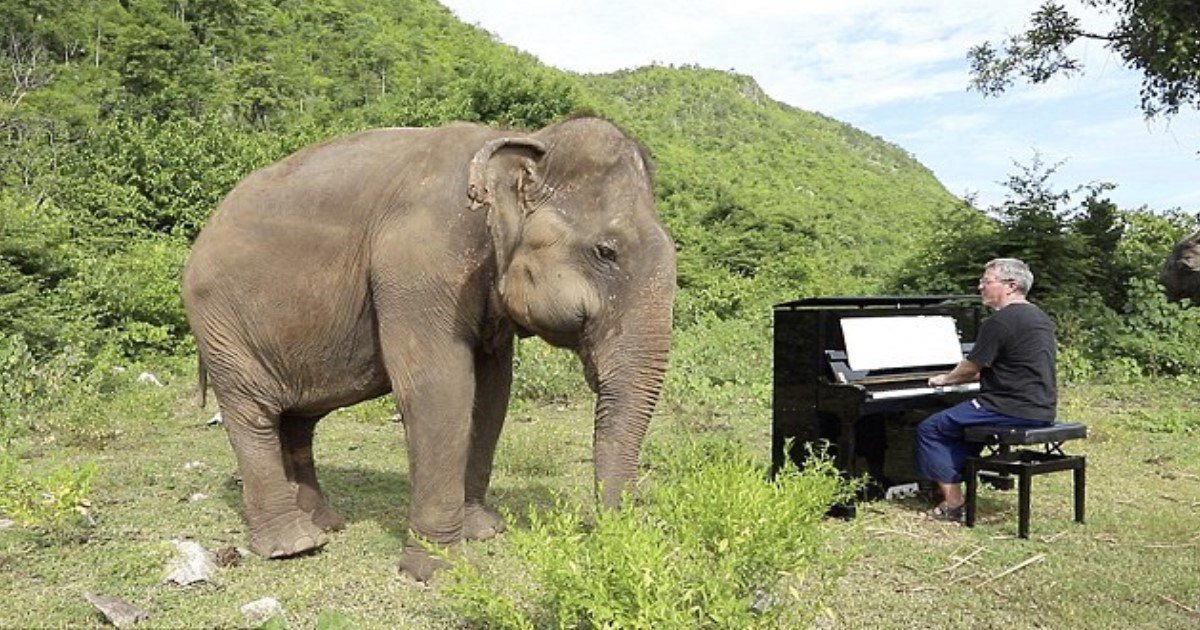 pic copy 2 20.jpg?resize=1200,630 - Incredible Moment Blind Elephant 'Danced' As Man Played Piano To Her
