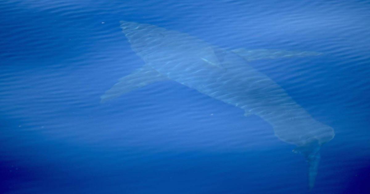 pic copy 5.jpg?resize=1200,630 - Des images incroyables montrent le premier grand requin blanc observé dans les eaux espagnoles depuis 30 ans