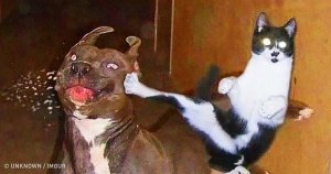 preview 2730010 300x158 97 1531319103.jpg?resize=412,275 - 23 Photos Proving that Cats and Dogs Relationships Are the Hardest