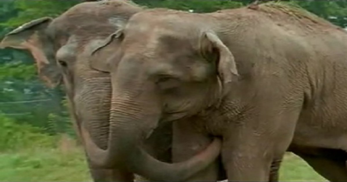 r5 1 2.jpg?resize=412,232 - Touching Reunion Of Two Former Circus Elephants Who Got Separated 20 Years Ago
